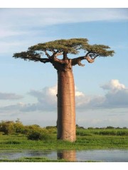 中非共和國 eSIM